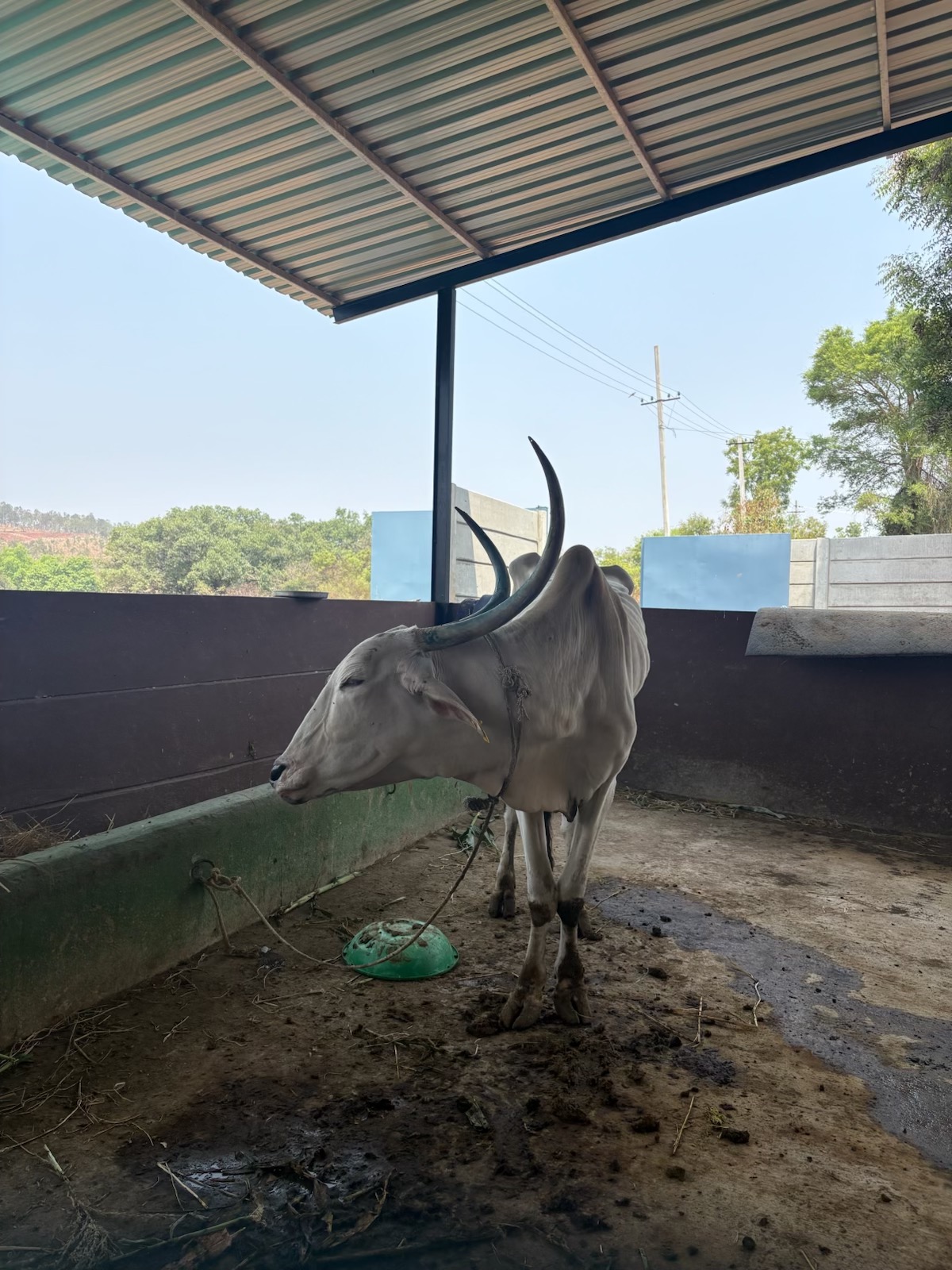 Music for a Moo-vement